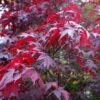 klevas plastakinis atropurpureum c3
