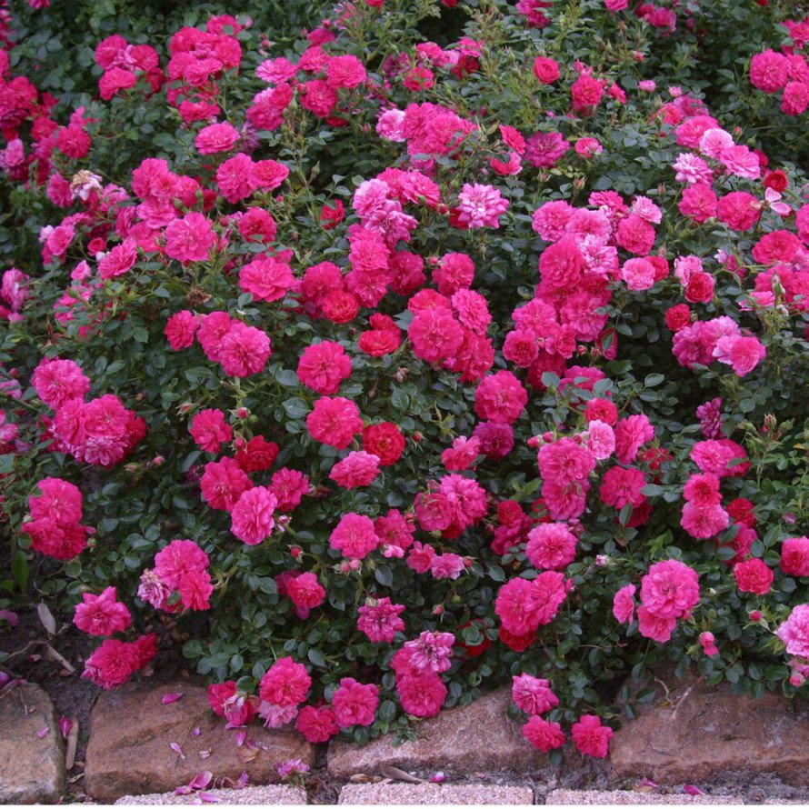 knirps3 890x890 1 knirps3 890x890 1