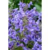kocimietka blue planet nepeta hybrida