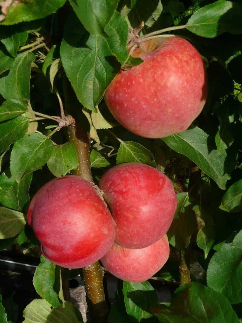 kolonine obelis baiba kolonine obelis baiba