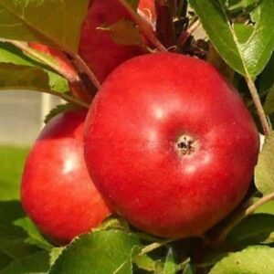 kolonine obelis ilma