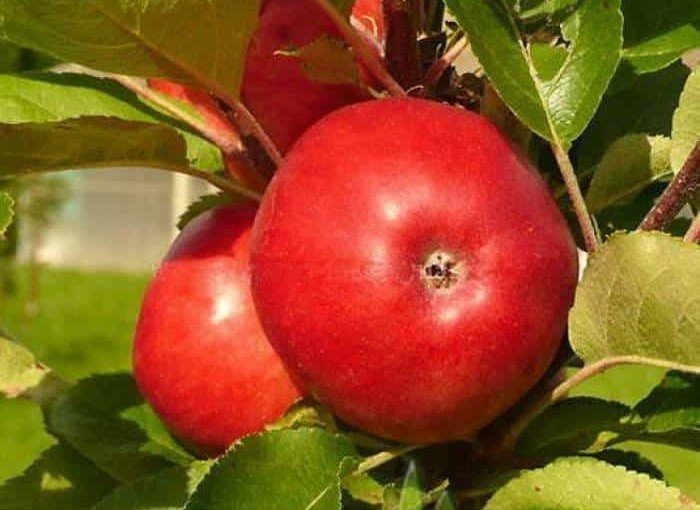 kolonine obelis ilma kolonine obelis ilma