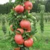 kolonine obelis mango tadoukis 300x300 1