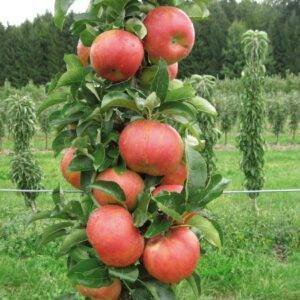kolonine obelis mango tadoukis 300x300 1