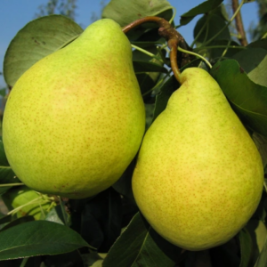 kriause alfa tadoukis