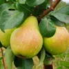 kriause pyrus communis alka