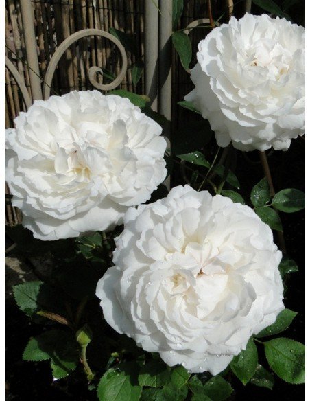 krzaczaste biale roze angielskie auscat 1 krzaczaste biale roze angielskie auscat 1