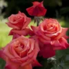 kvu8ujy571kw8ja3qiip82zjduhpb12g