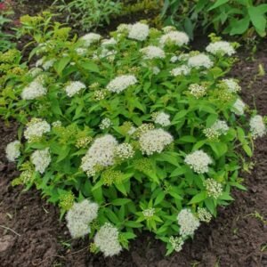 lanksva japonine albiflora