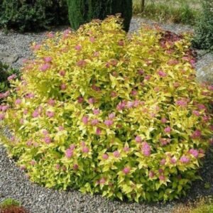 lanksva japonine goldmound
