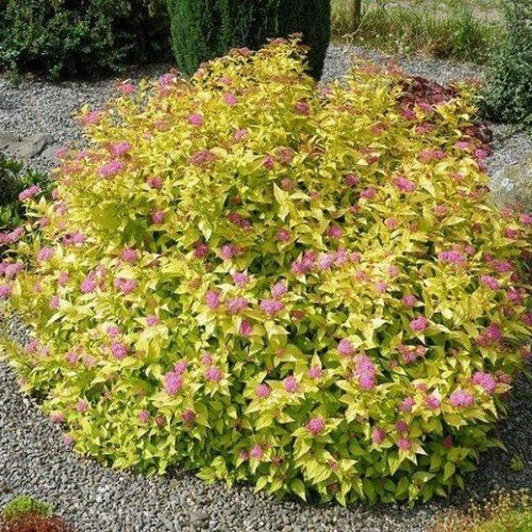 lanksva japonine goldmound lanksva japonine goldmound