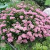 lanksva japonine japanese dwarf 1