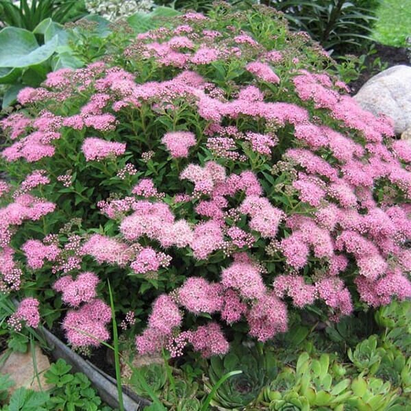lanksva japonine japanese dwarf 1 lanksva japonine japanese dwarf 1