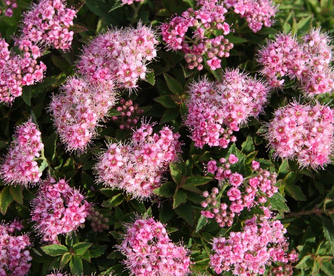 lanksva japonine japanese dwarf lot spiraea japonica japanese dwarf 2 1 lanksva japonine japanese dwarf lot spiraea japonica japanese dwarf 2 1