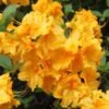 laubabwerfende azalee goldpracht m003330 w 0