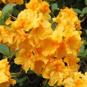 laubabwerfende azalee goldpracht m003330 w 0
