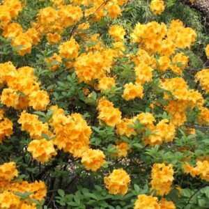 laubabwerfende azalee goldpracht m003330 w 2