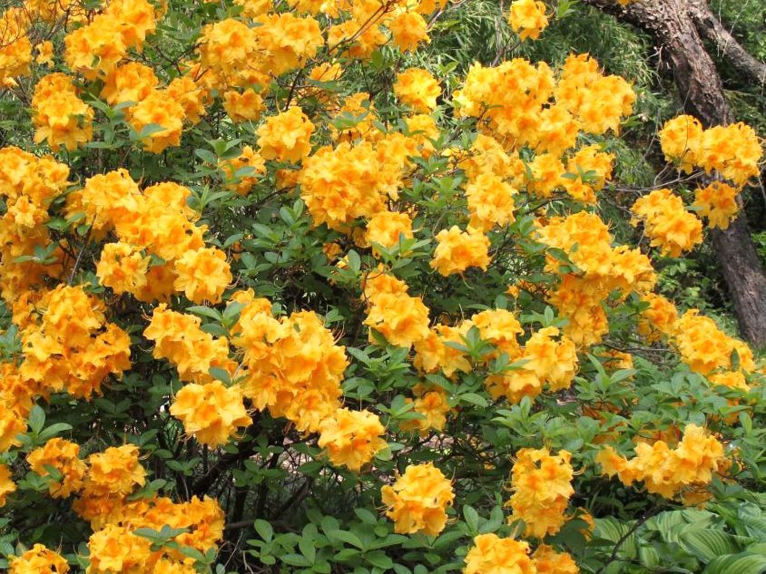 laubabwerfende azalee goldpracht m003330 w 2 laubabwerfende azalee goldpracht m003330 w 2