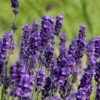 lavandula hidcote