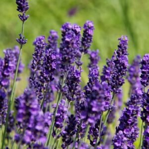 lavandula hidcote