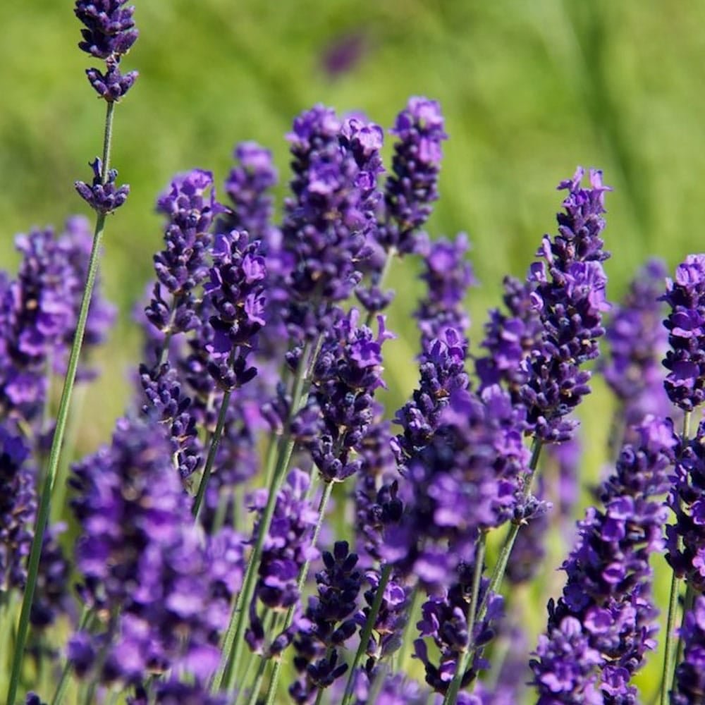 lavandula hidcote lavandula hidcote