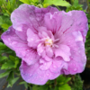 lavender chiffon
