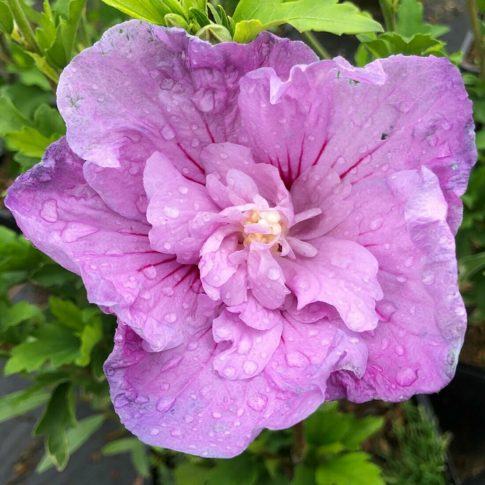 lavender chiffon lavender chiffon