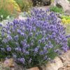 levanda dwarf blue