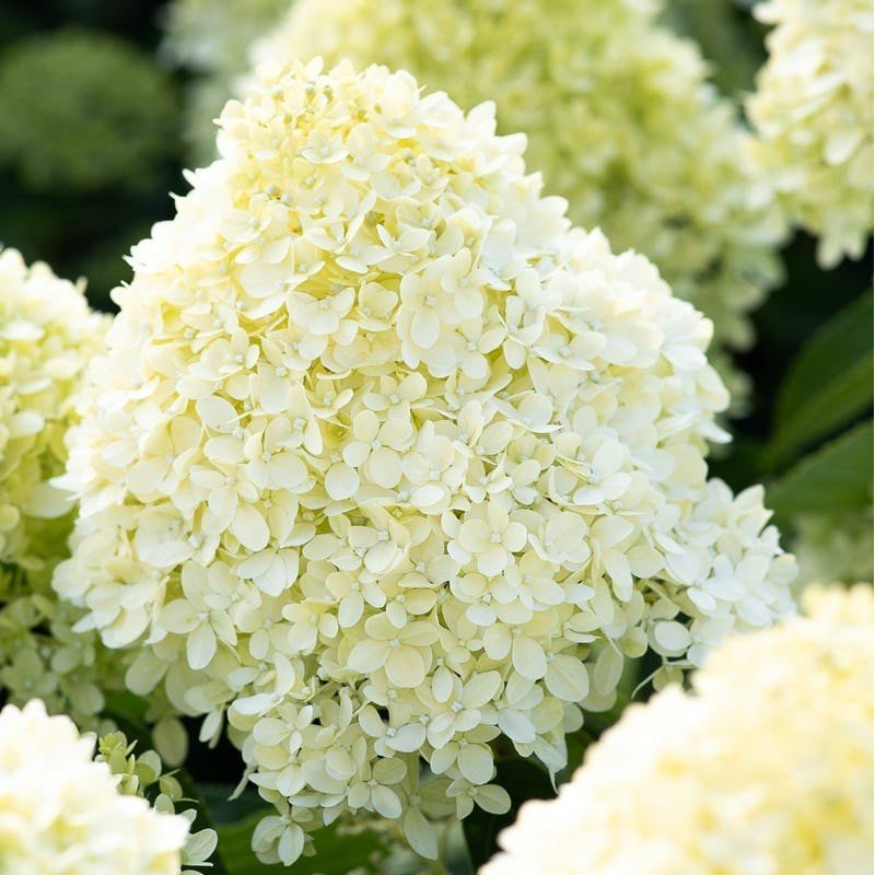 living cotton cream® c3 living cotton cream® c3