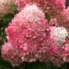 living pink2 rose 1111 600x450 1