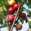 liwa japo ska vanier