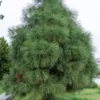long needles pine jeffreyi joppi branches evergreen plants long needles pine jeffreyi joppi branches evergreen 314084655