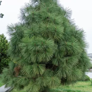 long needles pine jeffreyi joppi branches evergreen plants long needles pine jeffreyi joppi branches evergreen 314084655