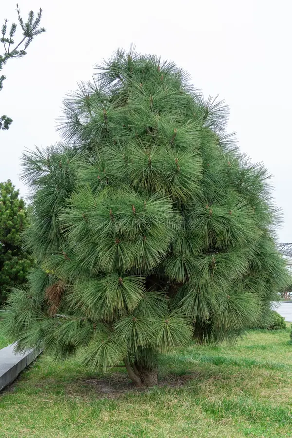 long needles pine jeffreyi joppi branches evergreen plants long needles pine jeffreyi joppi branches evergreen 314084655 long needles pine jeffreyi joppi branches evergreen plants long needles pine jeffreyi joppi branches evergreen 314084655