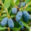 lonicera caerulea tundra haskap 1