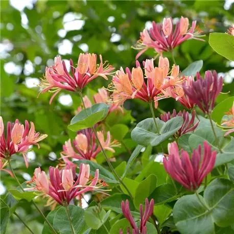 lonicera heckrottii american beauty lonicera heckrottii american beauty