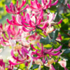 lonicera periclymenum belgica select