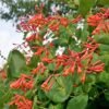 lonicera dropmore scarlet 2 033492100 0946 15122017