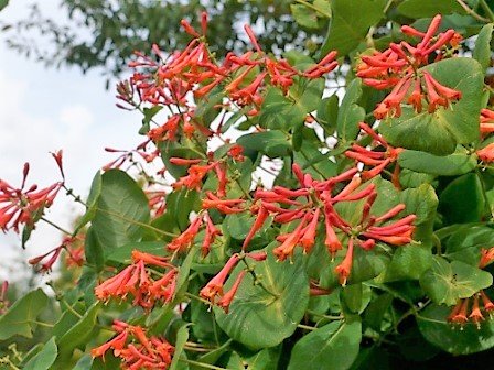 lonicera dropmore scarlet 2 033492100 0946 15122017 lonicera dropmore scarlet 2 033492100 0946 15122017