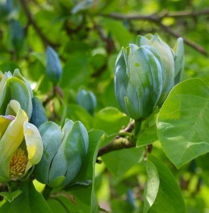 magnolia acuminata blue baby 9e3 magnolia acuminata blue baby 9e3