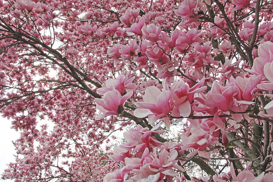 magnolia beauty becky lodes magnolia beauty becky lodes