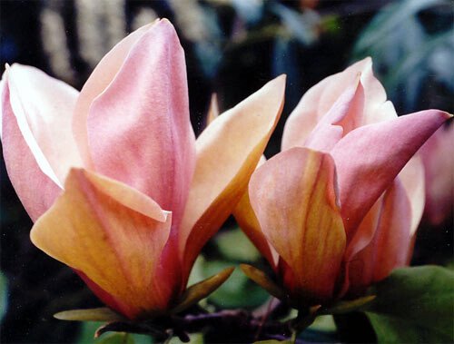 magnolia brooklynensis eva maria 1 magnolia brooklynensis eva maria 1