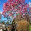 magnolia galaxy 1