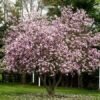 magnolia george henry kern