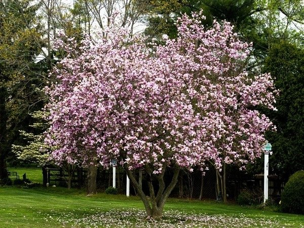 magnolia george henry kern magnolia george henry kern