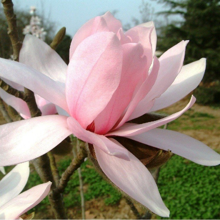 magnolia pink beauty circa 120 150cm 4 5ft acf magnolia pink beauty circa 120 150cm 4 5ft acf