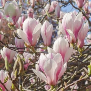 magnolia soulangeana tree p391 6697 image