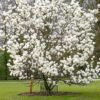 magnolija alba superba 1