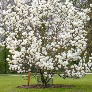 magnolija alba superba 1