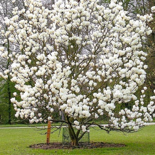 magnolija alba superba 1 magnolija alba superba 1
